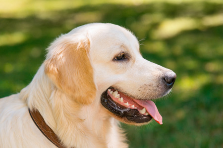 Golden retriever dog profile shot on green background. Cheerful mood of beautiful pet with a stuck out tongue. Walking in the park.の写真素材