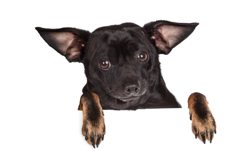 Small dog with innocent eyesの写真素材