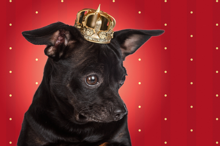 Chihuahua king on red backgroundの写真素材
