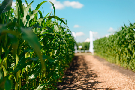 Selective focus on corn leaves