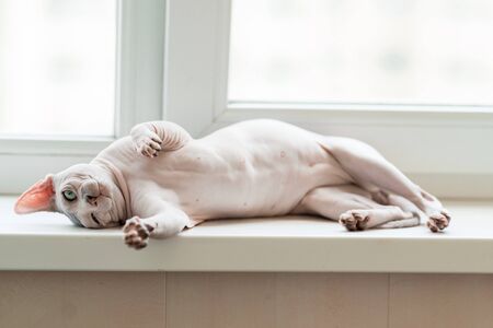Lazy Sphynx cat on window