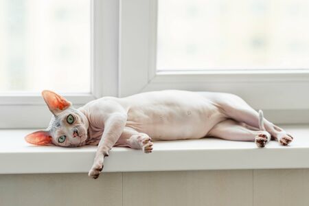Sphynx kitten with big eyesの写真素材