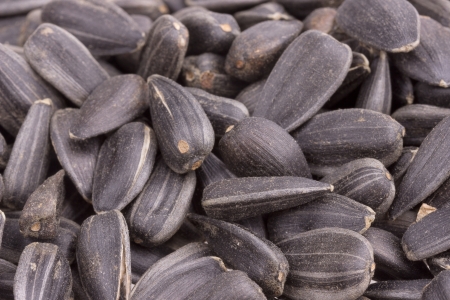 sunflower seeds.の写真素材