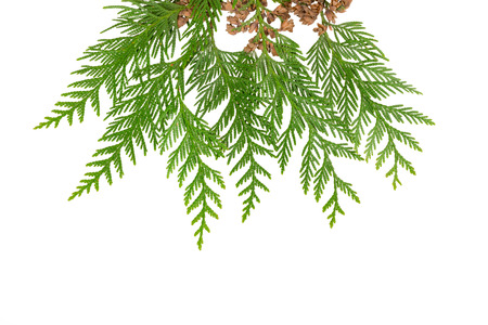 Spruce on white background.