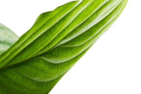 Leaf of Spathiphyllum wallisii on white background.
