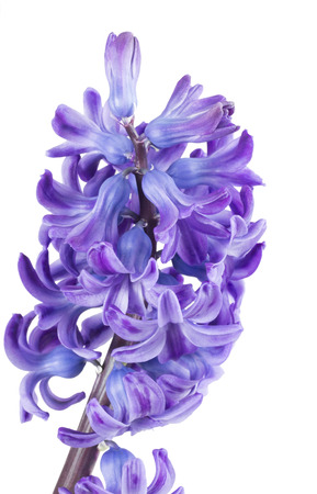 blue hyacinth on the white background.の写真素材