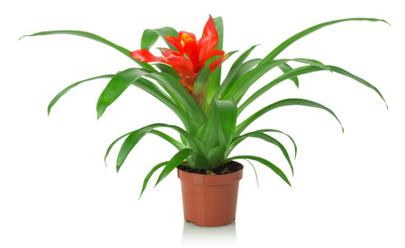 red flower of houseplant  on a white.の写真素材