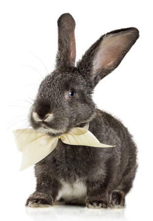 Gray rabbit on a white backgroundの写真素材