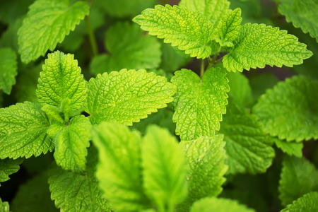 lemon balm like a background.