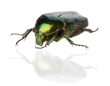 Rose chafer (cetonia aurata) on the white background.の写真素材