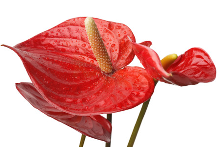 Anthurium  on a white .の写真素材