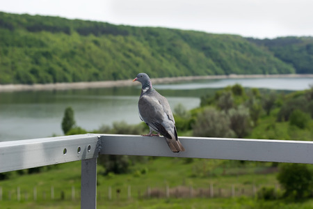 grey turtledove on the nature background.