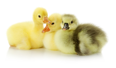 sitting ducklings on the white background.の写真素材
