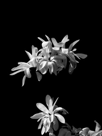 black and white photo of flowers.の写真素材