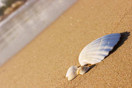 white seashells on the sand.