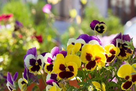 three-colored violet on the flowerbed.の写真素材