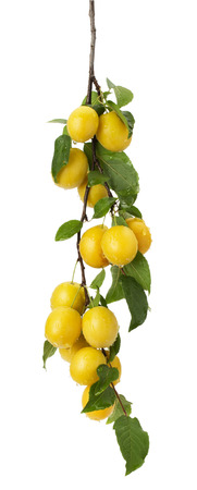 yellow cherry plums on the white background.の写真素材