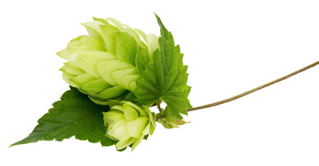green hops isolated on the white background.