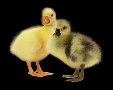 swan ducklings isolated on the black background.の写真素材