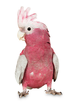 Major Mitchell Cockatoo on the white background.の写真素材