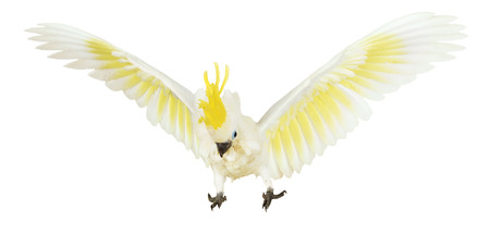 Sulphur-crested Cockatoo on the white background.の写真素材