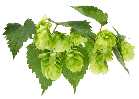 green hops isolated on the white background.