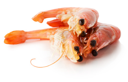 shrimps isolated on the white background.の写真素材