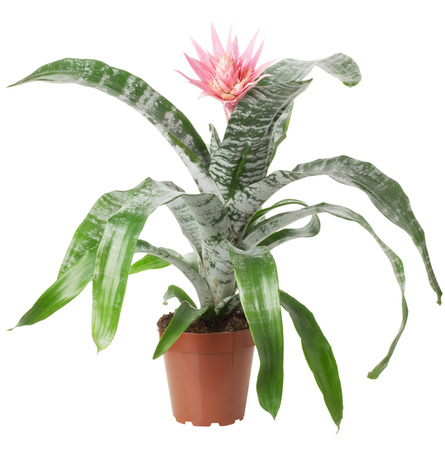 houseplant with pink flower isolated on the white background.の写真素材