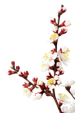 branch with apricot blooming isolated on the white background.の写真素材