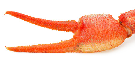 lobster claw isolated on a white background.の写真素材