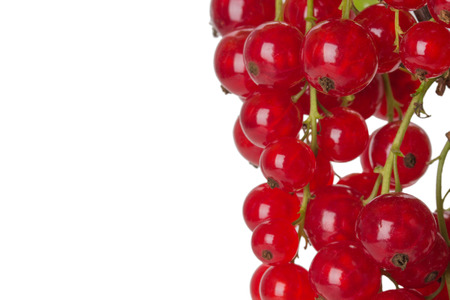 red currant isolated on the white background.