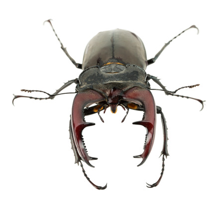 stag beetle isolated on the white background.の写真素材