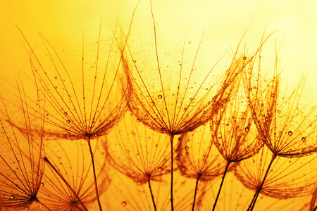 close up of dandelion on the golden background.の写真素材