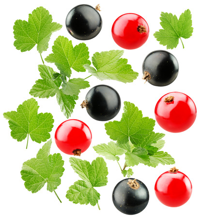 red and black currants isolated on the white background.の写真素材
