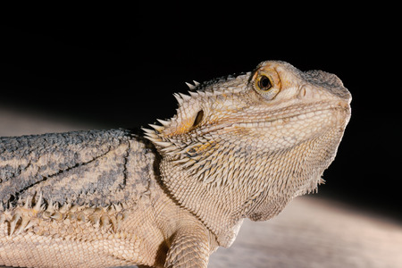 Agama lizard on the black background.の写真素材