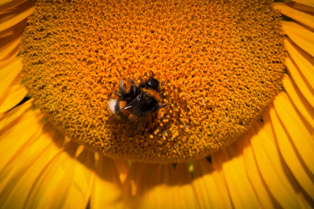 close up of sunflower with bee.の写真素材