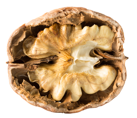 walnut nucleus isolated on the white background.の写真素材