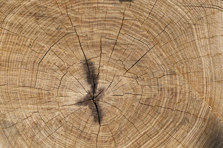 close up of old stump.