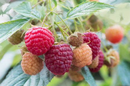 close up of raspberries.