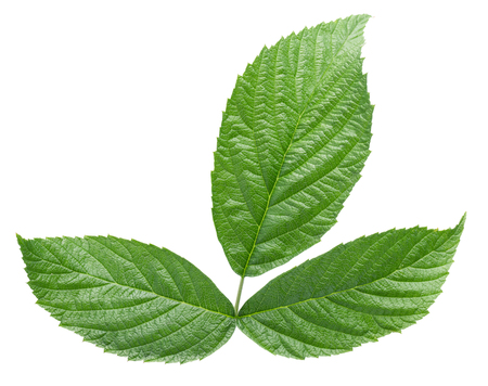raspberry leaves isolated on the white background.