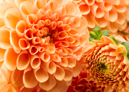  close up of chrysanthemums.の写真素材