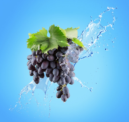 grapes in water splash on a blue background.の写真素材