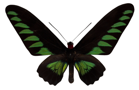 Butterfly Trogonoptera broockiana isolated  on white background.の写真素材