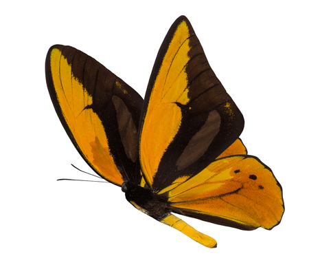 butterfly Ornithoptera croesus lydius isolated on a white background.の写真素材