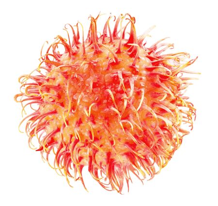 rambutan isolated on a white background.