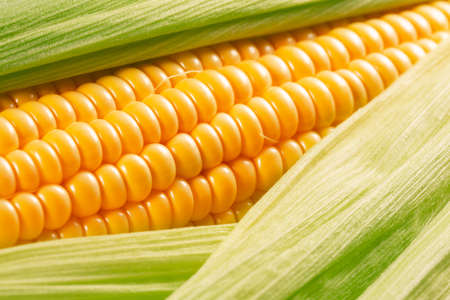 close up of corn ear.