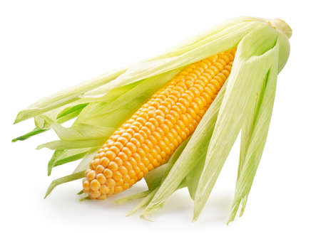 corn ear isolated on a white background.