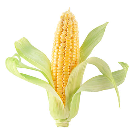 corn ear isolated on a white background.の写真素材