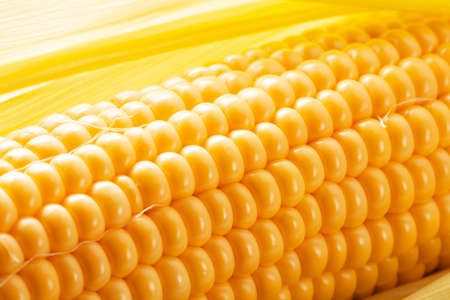 close up of corn ear.
