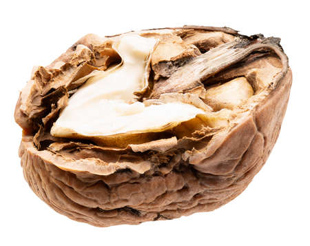 half of walnut isolated on a white background.